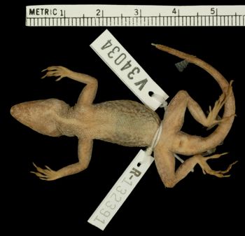Media type: image;   Herpetology R-132391
